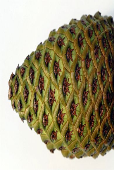 File:Pine cone spiral 2.jpg